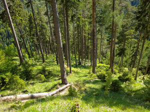 Zehn Fakten zu Wald und Holz in der Schweiz