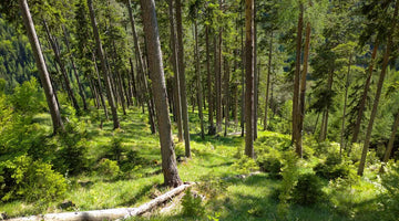 Zehn Fakten zu Wald und Holz in der Schweiz